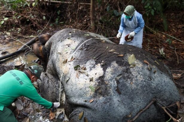 Tim BKSDA Provinsi Riau saat melakukan nekropsi terhadap gajah mati di konsesi PT RAPP, Selasa (24/2/2026)