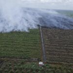 Perkebunan sawit milik koperasi RTBS di Merbau yang terbakar