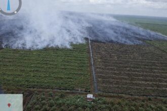 Perkebunan sawit milik koperasi RTBS di Merbau yang terbakar