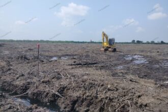 Wilayah mangrove Bengkalis dibabat untuk lokasi usaha tambak udang