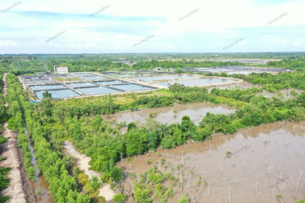 Salah satu lokasi tambak udang vannamei di Bengkalis