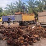 Tandan buah segar kelapa sawit