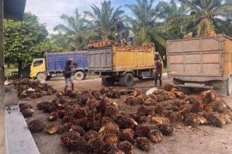 Tandan buah segar kelapa sawit