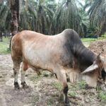 Ternak sapi milik Timbul Santoso yang dipilih Presiden RI sebagai hewan qurban