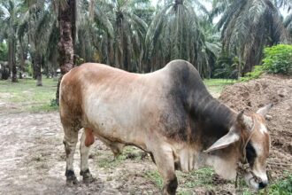 Ternak sapi milik Timbul Santoso yang dipilih Presiden RI sebagai hewan qurban