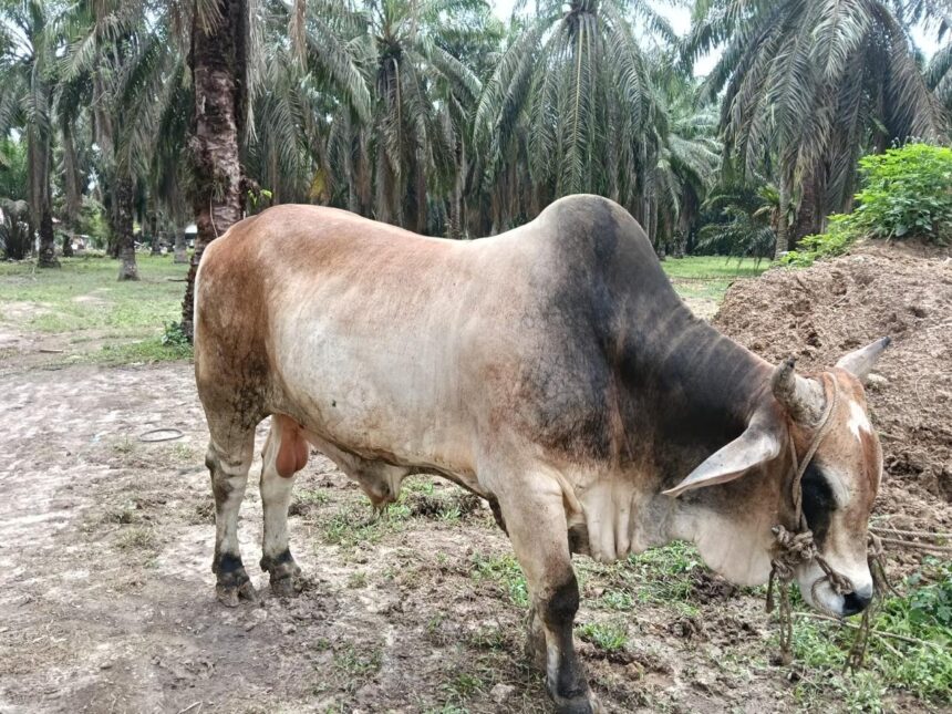 Ternak sapi milik Timbul Santoso yang dipilih Presiden RI sebagai hewan qurban