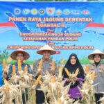 Proses panen jagung di kabupaten siak