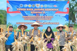 Proses panen jagung di kabupaten siak