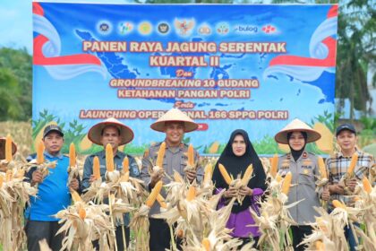 Proses panen jagung di kabupaten siak