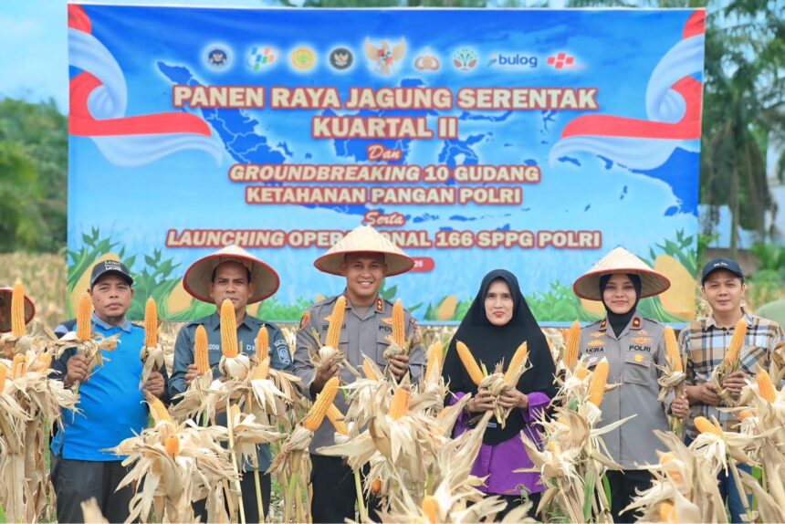 Proses panen jagung di kabupaten siak