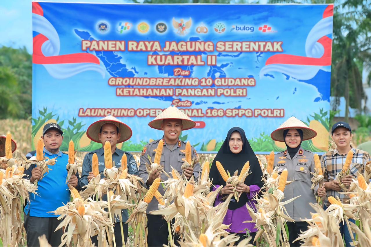 Proses panen jagung di kabupaten siak