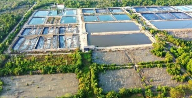 Tambak udang vannamei yang beroperasi di kabupaten bengkalis