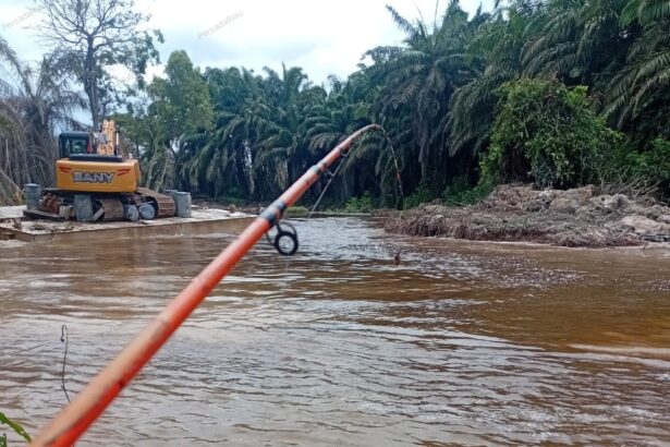 Penampakan perkebunan kelapa sawit di daerah aliran sungai