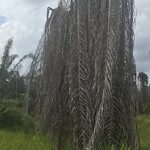 Tanaman sawit PT MM di DAS disuntik mati