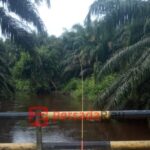 Kelapa sawit PT MM tumbuh dipinggir sungai di Desa Air Hitam