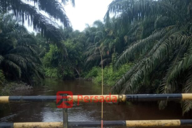 Kelapa sawit PT MM tumbuh dipinggir sungai di Desa Air Hitam