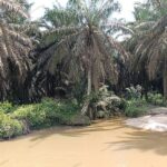 DAS sungai Tanglo dipenuhi tanaman sawit perusahaan