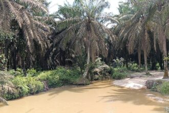 DAS sungai Tanglo dipenuhi tanaman sawit perusahaan