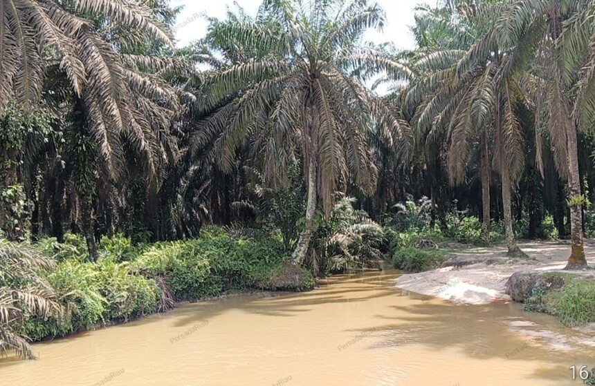DAS sungai Tanglo dipenuhi tanaman sawit perusahaan