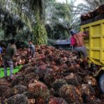Tandan buah segar kelapa sawit