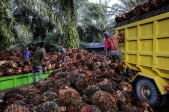 Tandan buah segar kelapa sawit