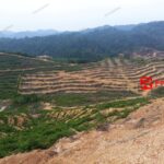 Kondisi perusakan hutan dan alih fungsi lahan