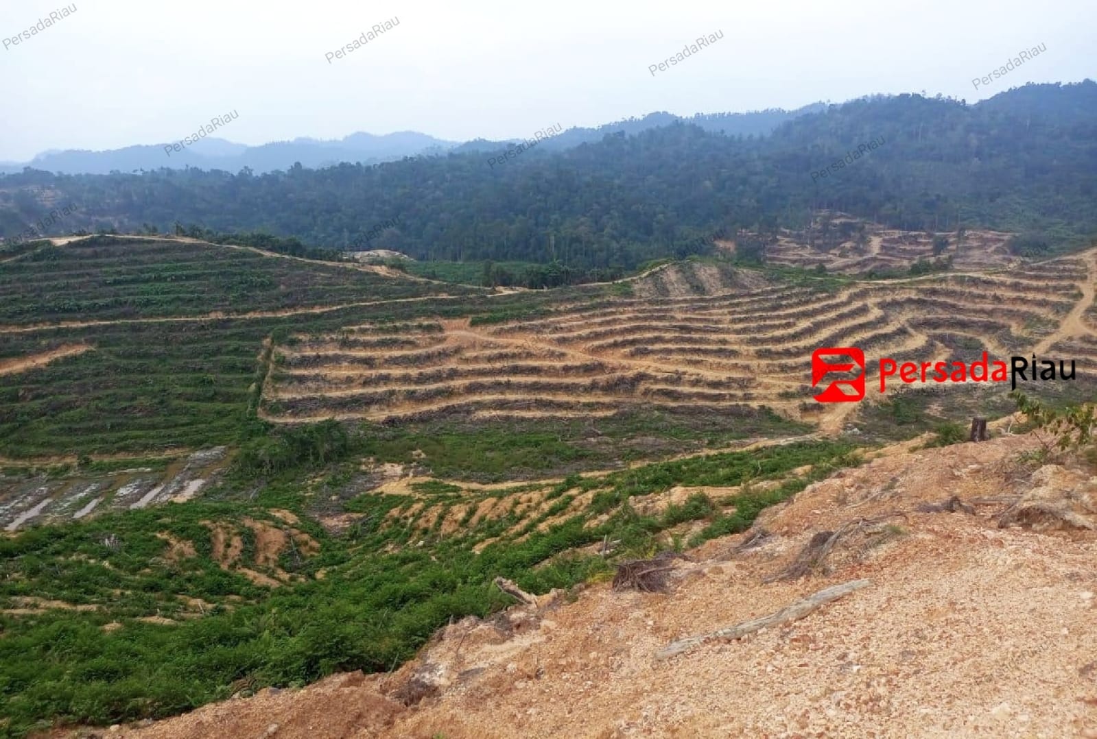 Kondisi perusakan hutan dan alih fungsi lahan