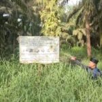 Areal perkebunan kelapa sawit PT MUP