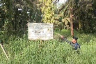 Areal perkebunan kelapa sawit PT MUP