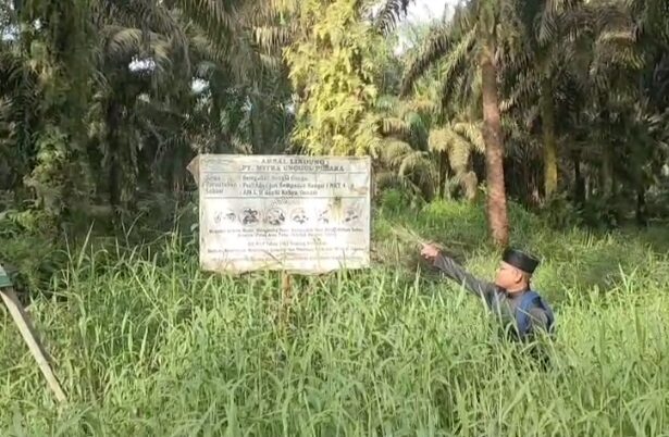 Areal perkebunan kelapa sawit PT MUP