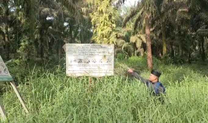 Areal perkebunan kelapa sawit PT MUP